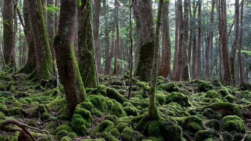 Suicide Forest (Aokigahara, Japan)