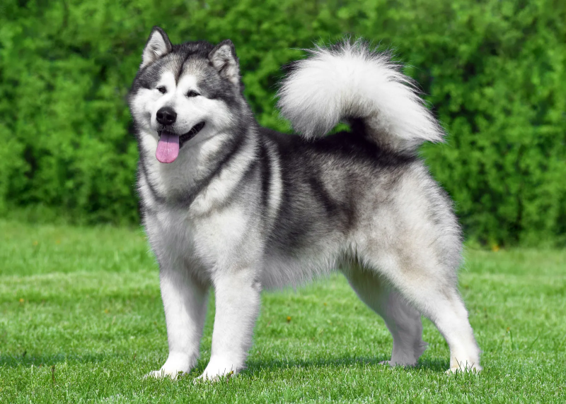 Alaskan Malamutes