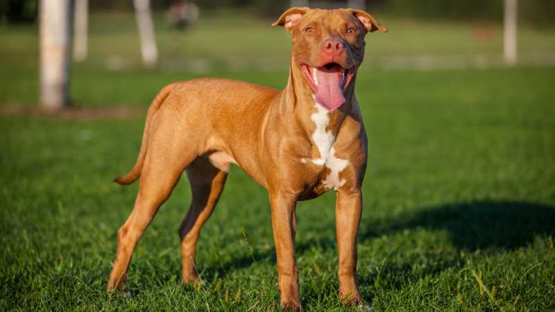 American Pitbull Terrier