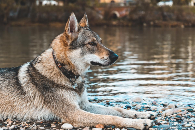 Wolf-dog Hybrid