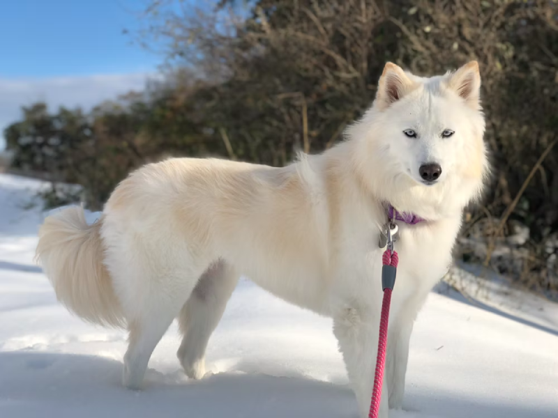 White husky