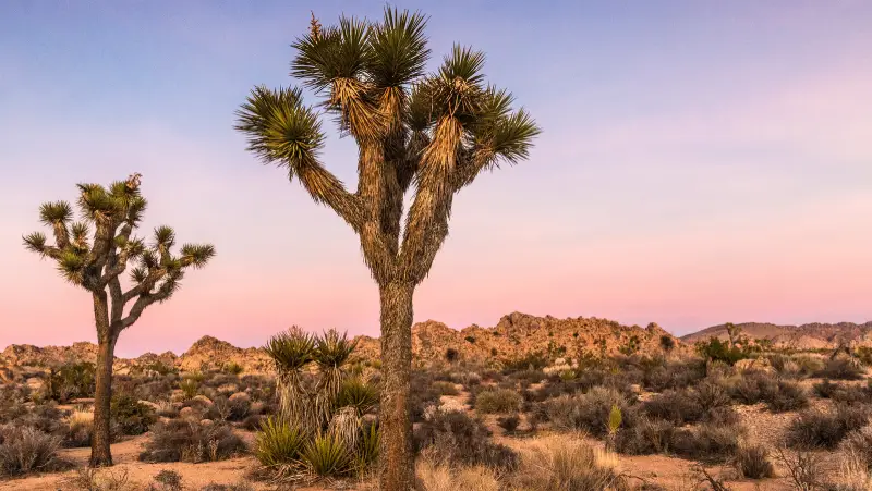 Heat Stroke, Joshua Tree National Park