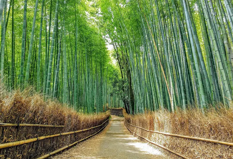 Sagano Bamboo Forest—Kyoto, Japan