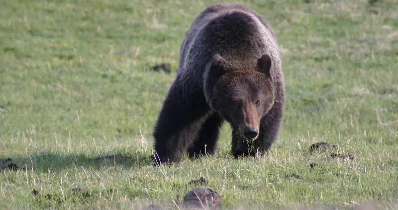 Silvertip Bear Attack In Glacier National Park