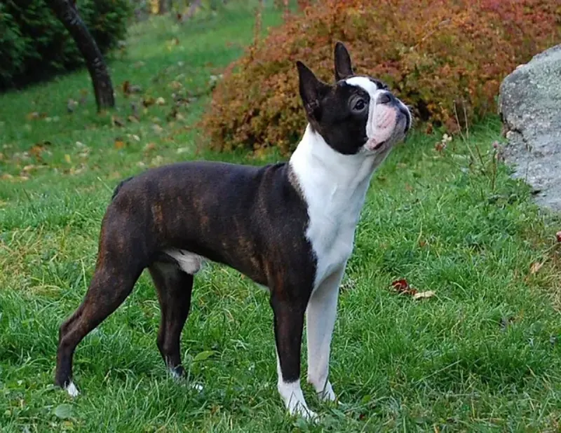 Boston Terrier 