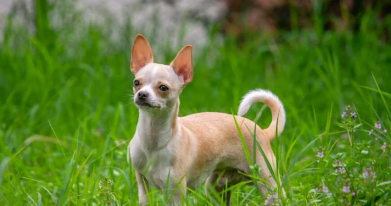 Chihuahua 