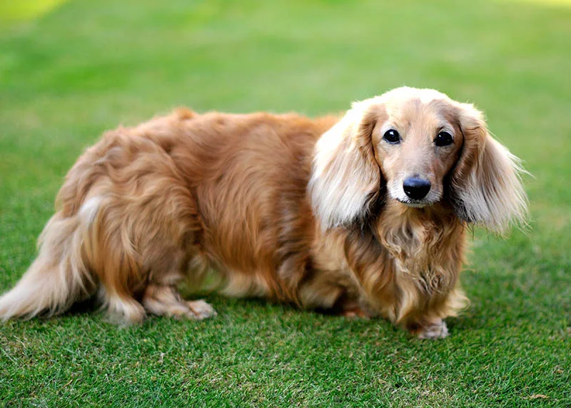 Long haired Dachshunds 