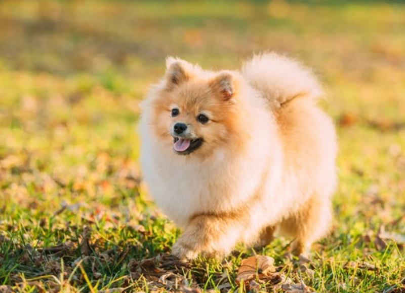 Pomeranian