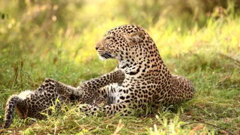 15 People Ran For Life When Leopard Attacked