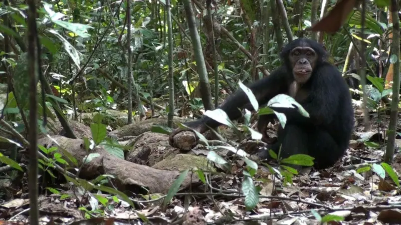 Adopted Chimpanzee Attack