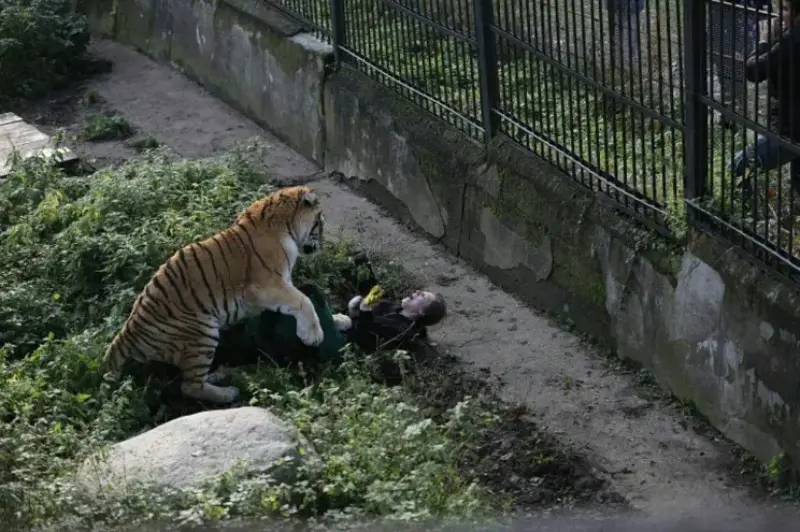 Bengal Tiger Attacked Zookeeper