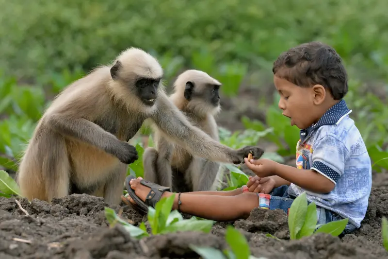 Four-month-old Lid Killed by Monkeys 