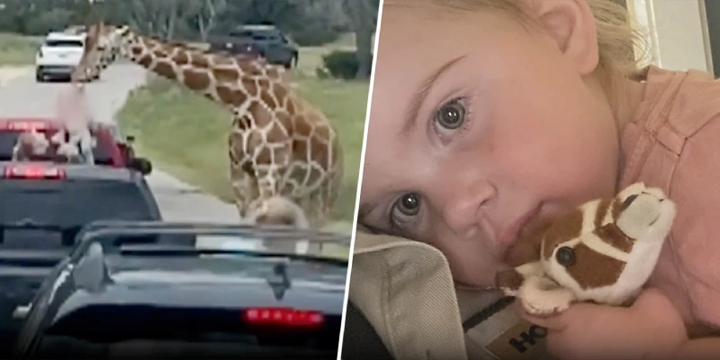 Giraffe Launches Sudden Attack on Toddler and Mother 