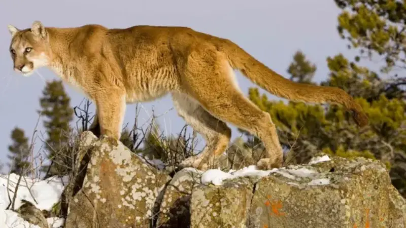 Mountain Lion Attack on Colorado Runner 