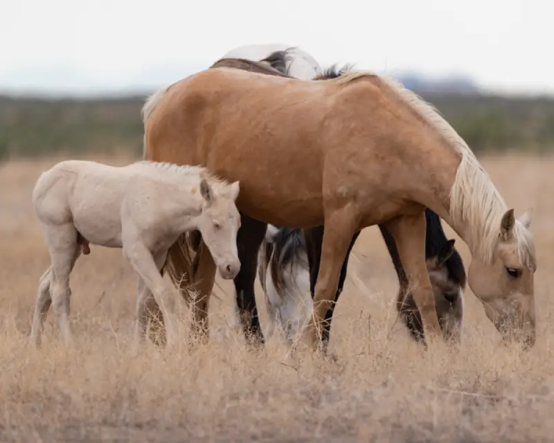 Diverse Breeds and Sizes