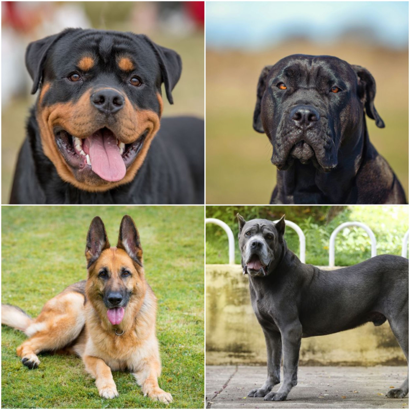 10 Most Dangerous Dog Breeds You Need to be Aware of.