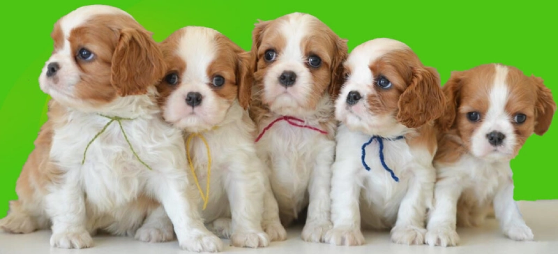 Top 10 small dog breeds